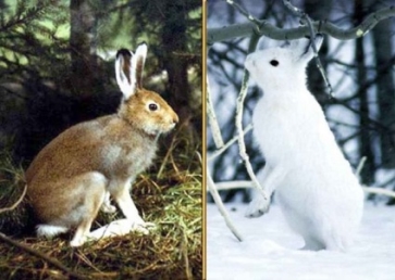 Чим відрізняється заєць біляк від зайця русака